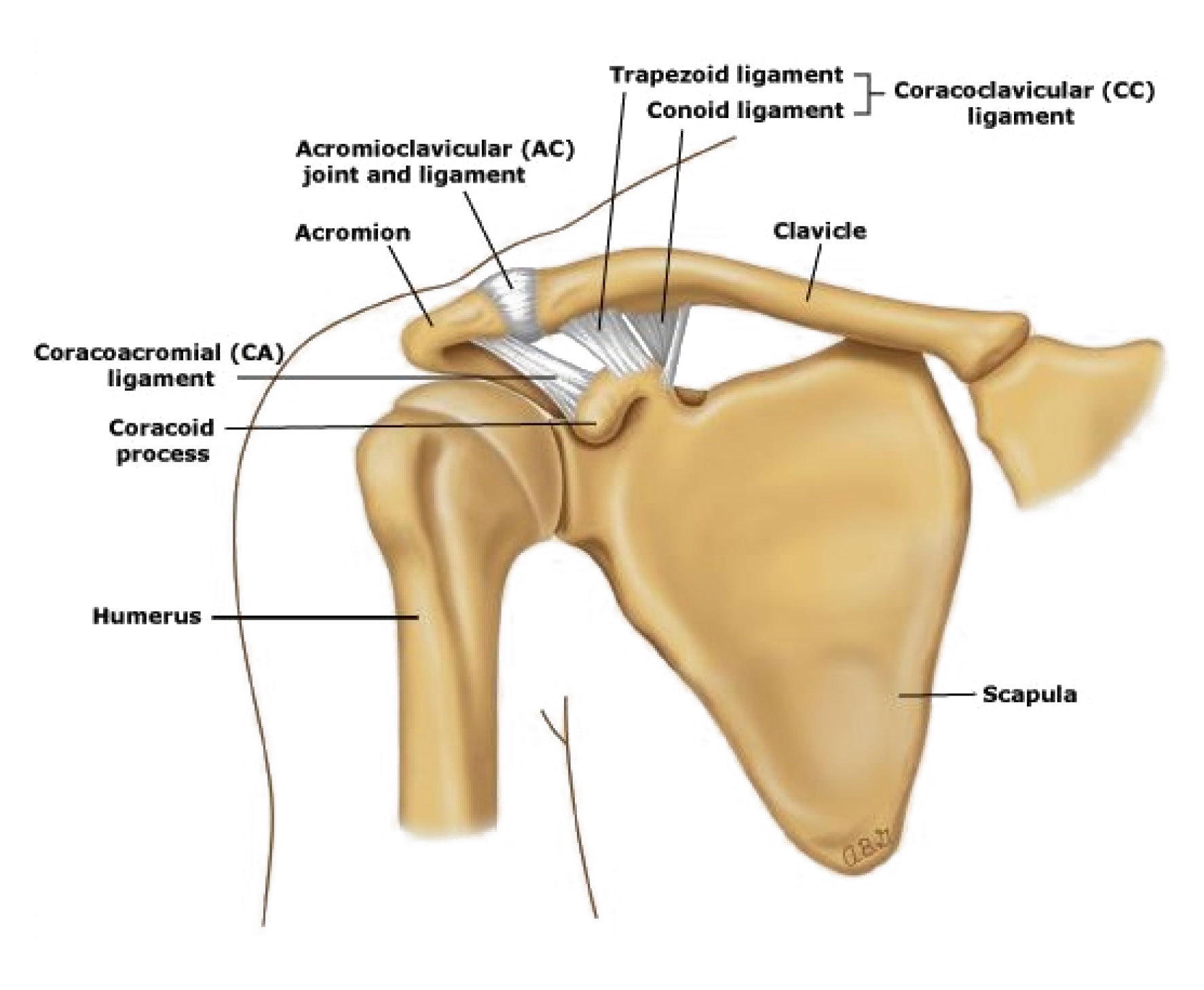 Medical illustration showing the anatomy of the shoulder joint including ligaments and bones.